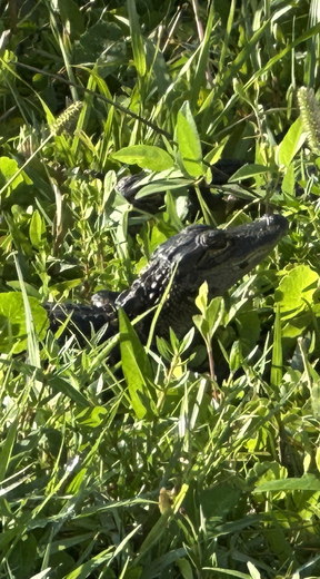 Everglades National Park