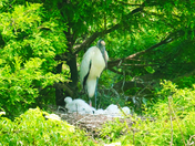 Harris Neck National Wildlife Refuge
