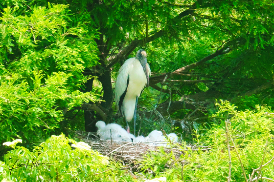 Harris Neck National Wildlife Refuge