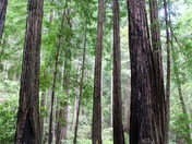 Muir Woods National Monument