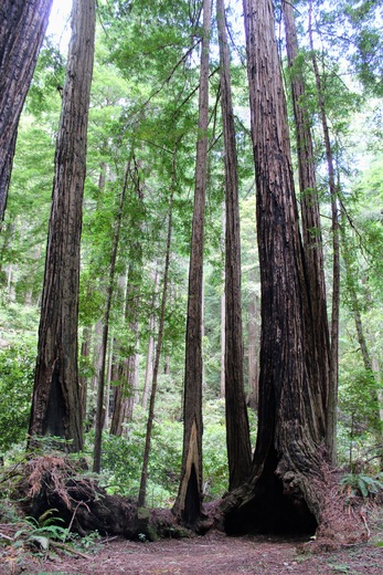 Muir Woods National Monument