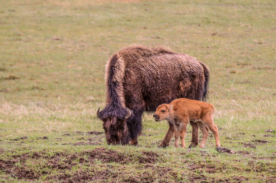 Yellowstone National Park