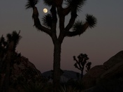 Joshua Tree National Park