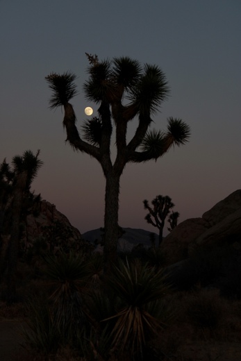 Joshua Tree National Park