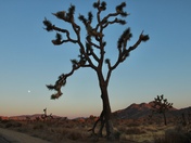 Joshua Tree National Park 