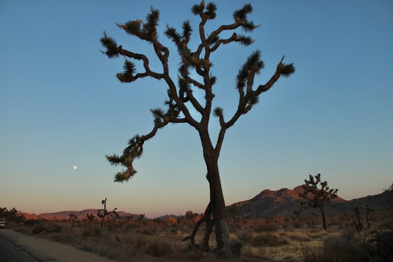Joshua Tree National Park 