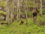 Maroon Bells-Snowmass Wilderness