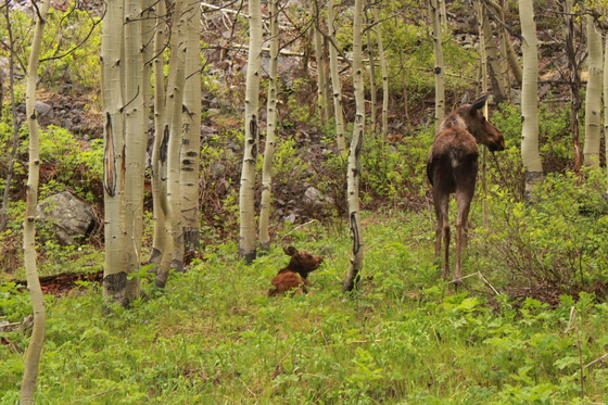 Maroon Bells-Snowmass Wilderness