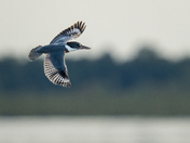 Belted Kingfisher