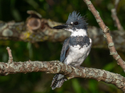 Belted Kingfisher