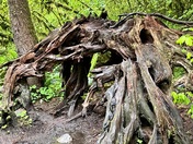 Olympic National Forest 
