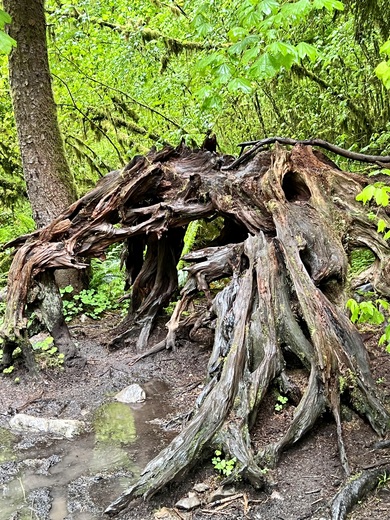 Olympic National Forest 