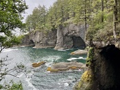 Olympic National Forest 