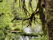 Olympic National Forest 