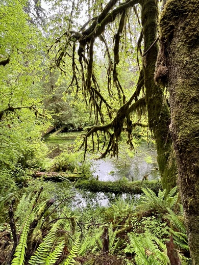 Olympic National Forest 