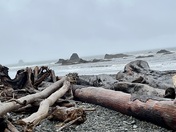 Olympic National Forest 