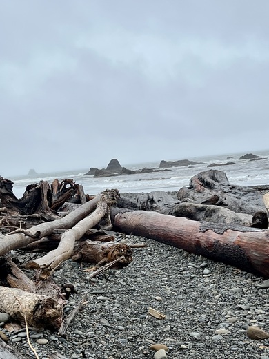 Olympic National Forest 