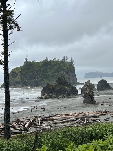 Olympic National Forest 