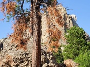 Mount Rushmore National Memorial