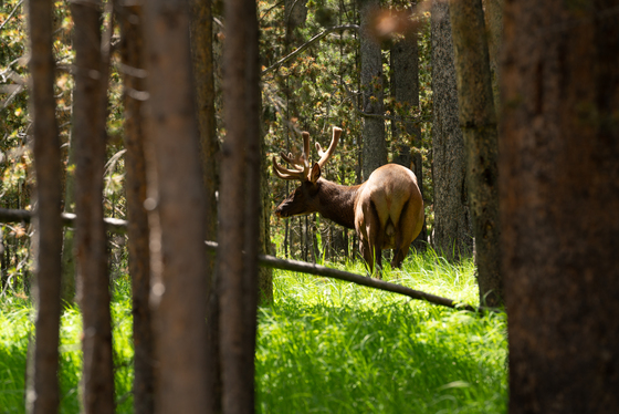 Yellowstone National Park