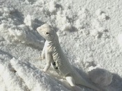 White Sands National Monument 