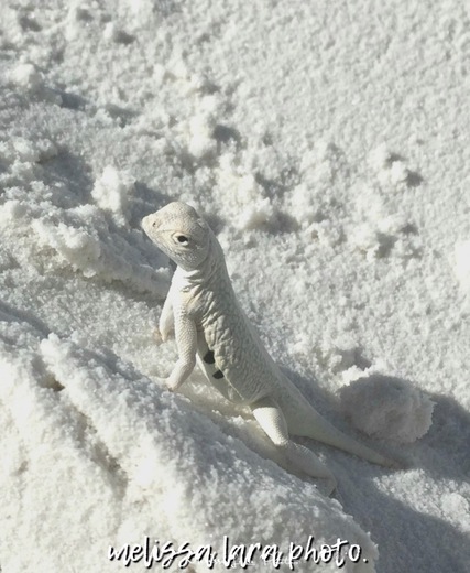 White Sands National Monument 