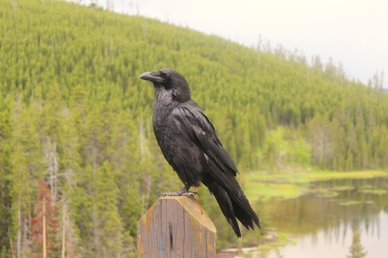 Yellowstone National Park