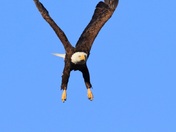 Bald Eagle Full Extension