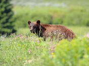 Yellowstone National Park
