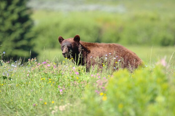 Yellowstone National Park