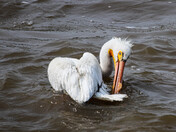 Preening