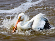 Pelican Preening - 1