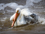 Pelican Preening - 2