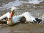 Pelican Preening - 3