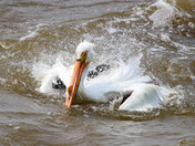 Pelican Preening - 4