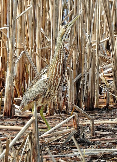 Hobart Lake National Wildlife Refuge 