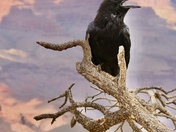 Grand Canyon National Park