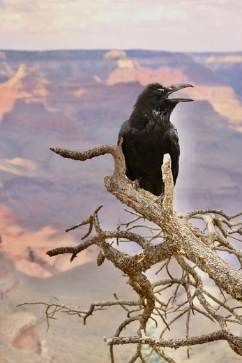 Grand Canyon National Park