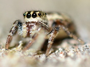 Jumping Spider