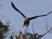Eagle Flyby Stick Grab