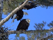 Eagle Romance