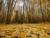Routt National Forest