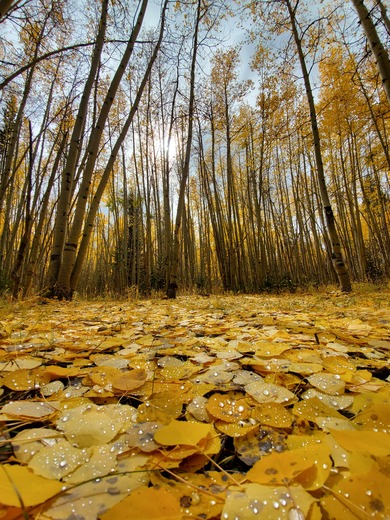 Routt National Forest