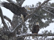 Winter Eagles