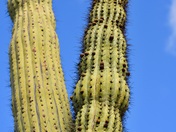 Organ Pipe Cactus National Monument 