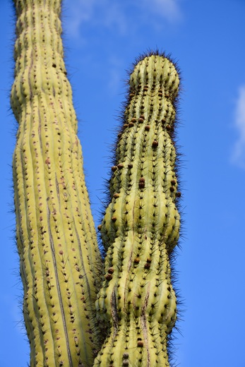 Organ Pipe Cactus National Monument 