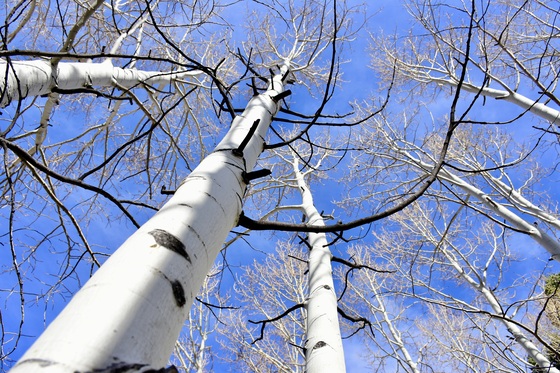 Great Basin National Park 