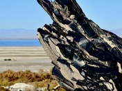 Sonny Bono Salton Sea National Wildlife Refuge