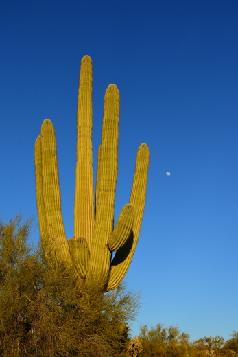 Superstition Wilderness Area