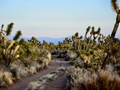 Mojave National Preserve
